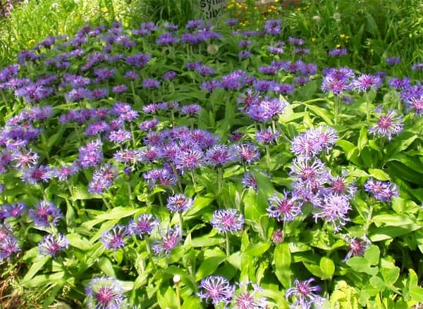 Centaurea montana Mägijumikas